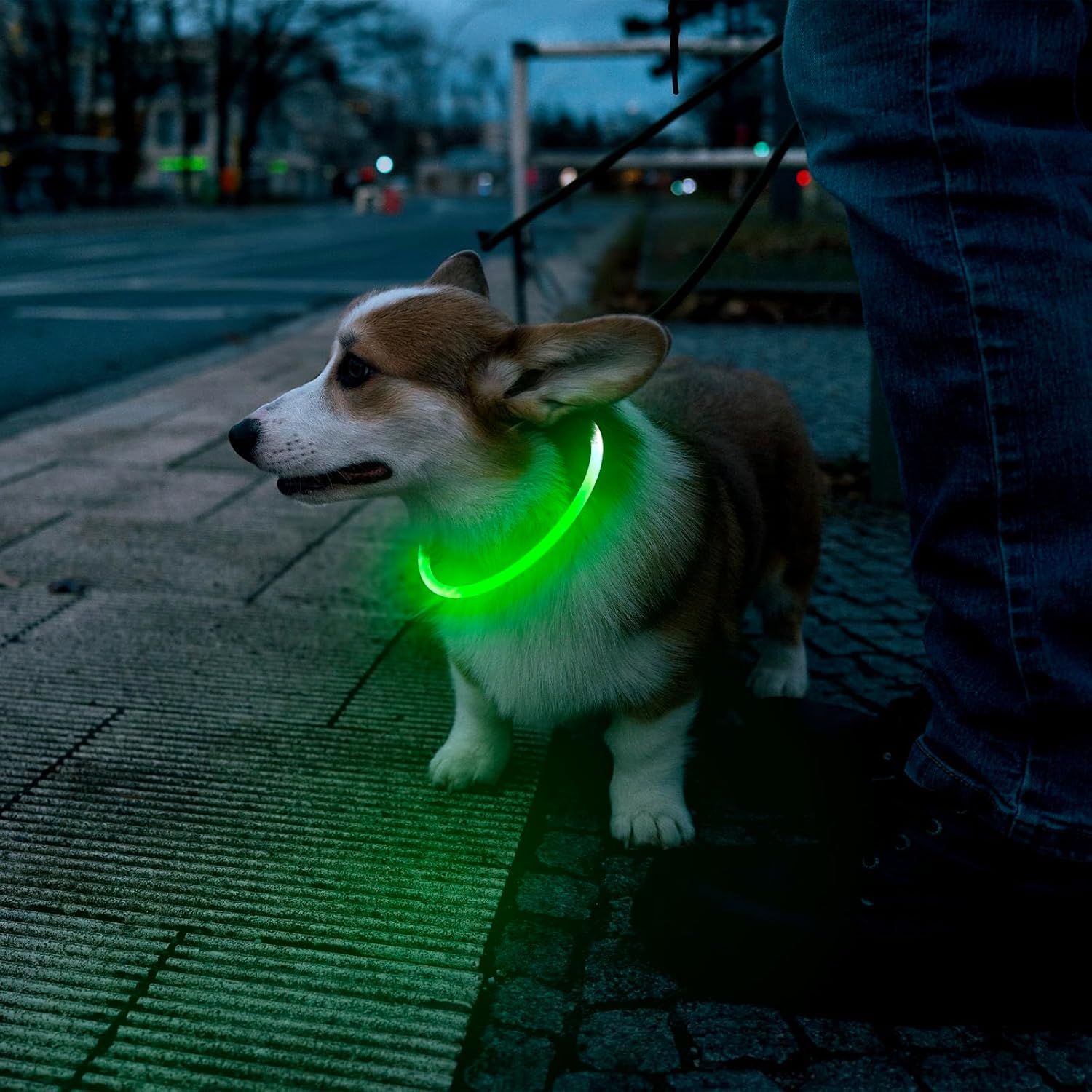 NightGlow Dog Collar – Easy Visibility for Every Walk