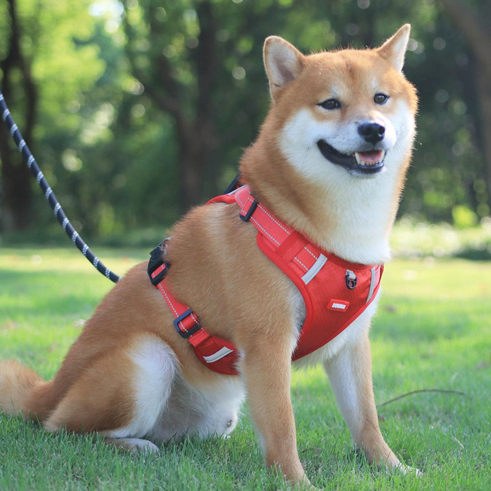 Easy Walk Harness – No Pull, More Control, Less Stress