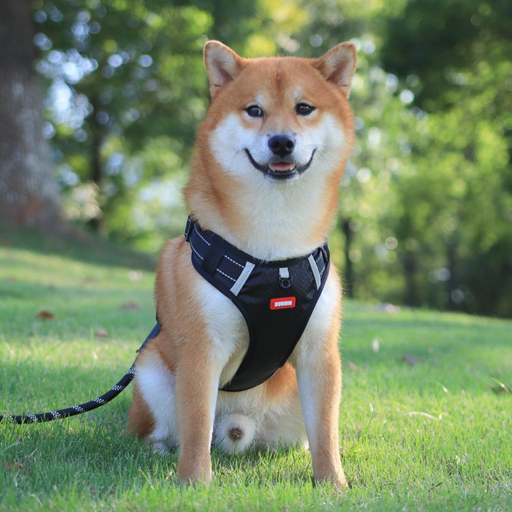 Easy Walk Harness – No Pull, More Control, Less Stress